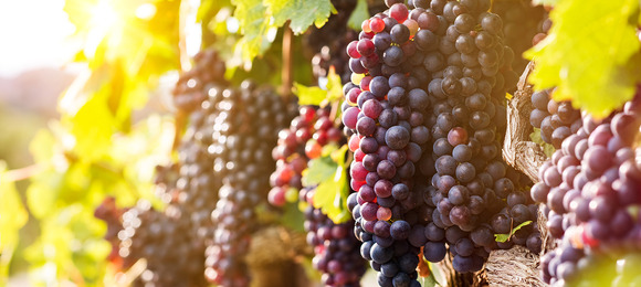 Obst- und Weinanbau
